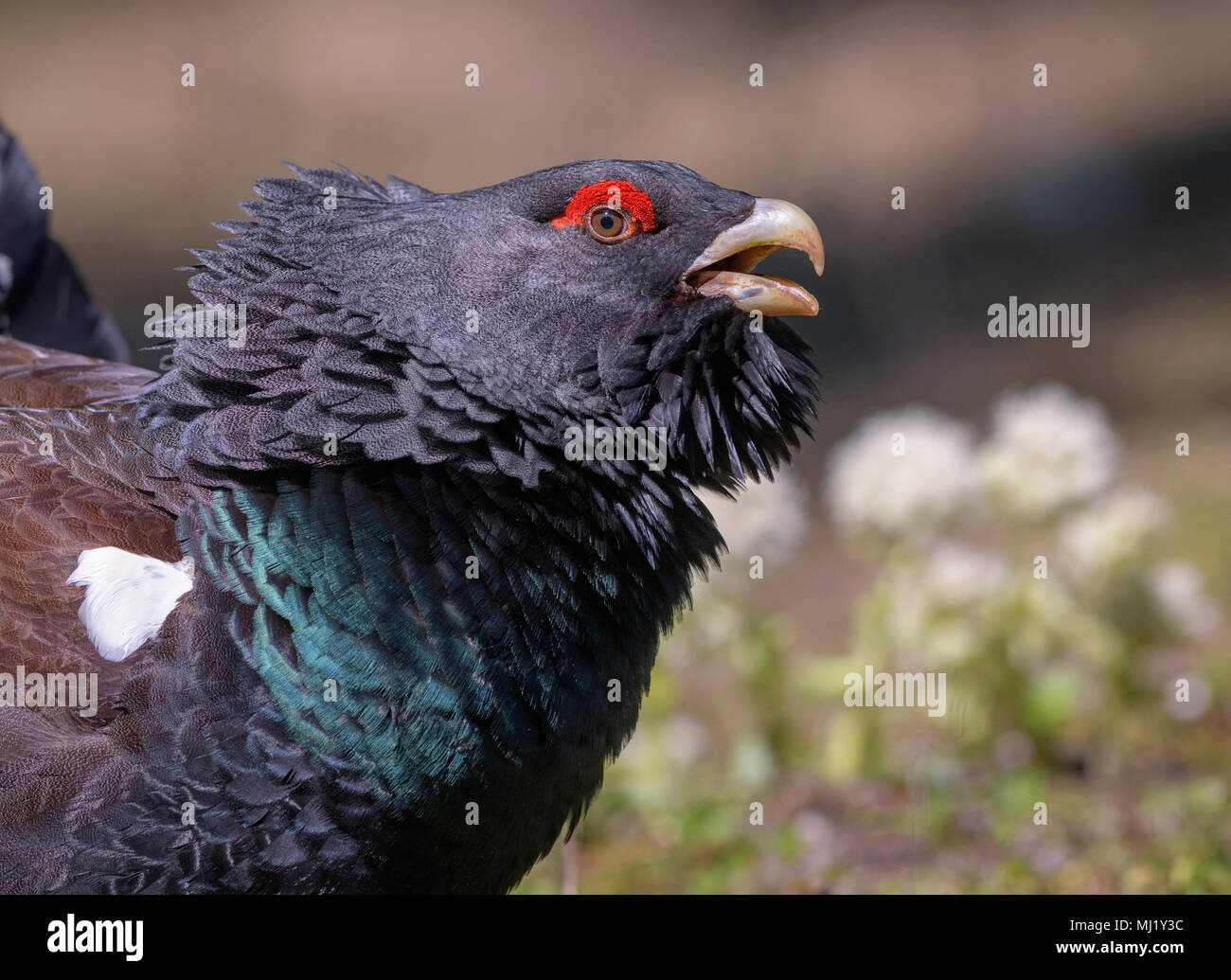 Western Auerhahn (Tetrao urogallus), Balz, Tier Portrait, Chiemgauer Alpen, Bayern Stockfoto