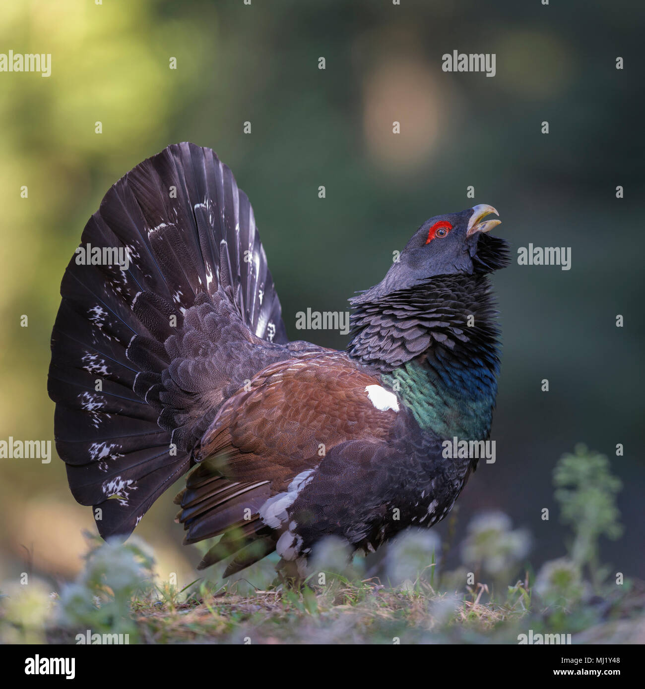 Western Auerhahn (Tetrao urogallus), Balz, Chiemgauer Alpen, Bayern Stockfoto