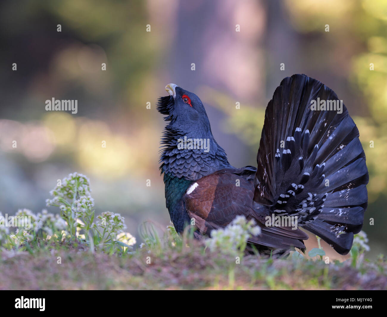 Western Auerhahn (Tetrao urogallus), courtshiping in blühende Pestwurz, Chiemgauer Alpen, Bayern Stockfoto