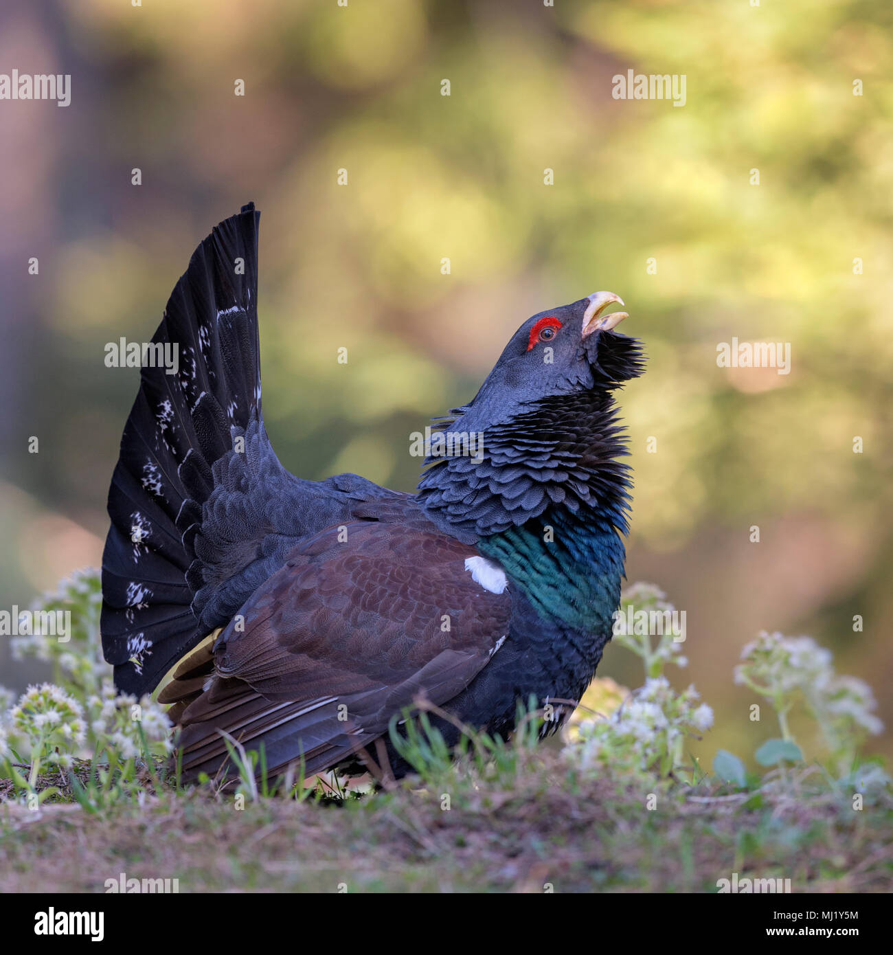 Western Auerhahn (Tetrao urogallus), courtshiping in blühende Pestwurz, Chiemgauer Alpen, Bayern Stockfoto