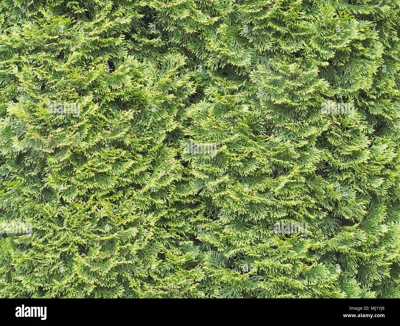 Grüne Thuja Blätter Textur closeup Hintergrund Stockfoto