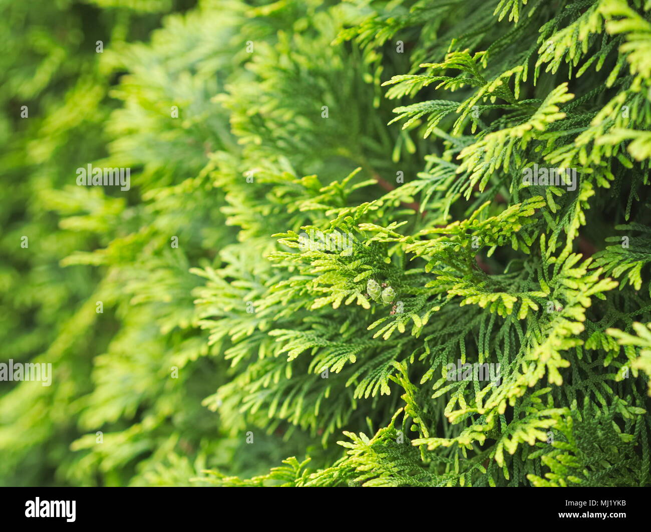 Schöne frische grüne Thuja Baum tagsüber Closeup Stockfoto