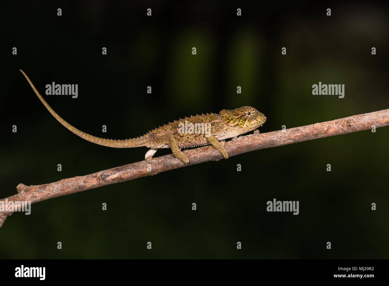 Blue-legged Chameleon (Calumma crypticum) läuft auf Zweig, Jung, Mandraka Park, Madagaskar Stockfoto