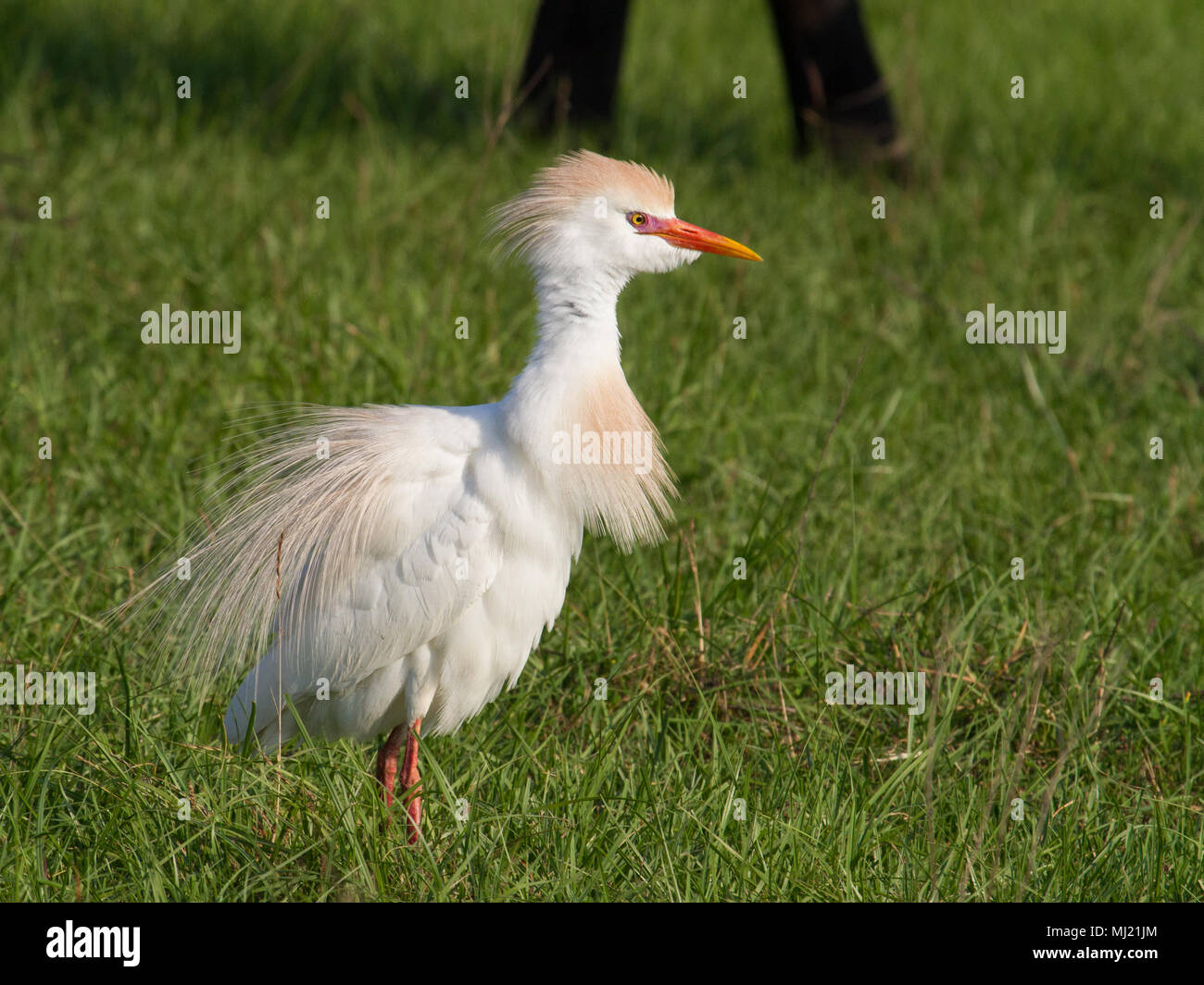 Ein männlicher Kuhreiher anzeigen Zucht Gefieder. Stockfoto