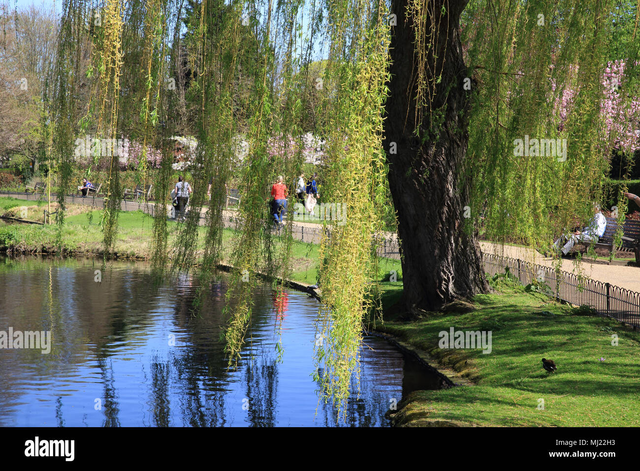 Frühlingssonne im Queen Mary's Gärten, im Regents Park, London, England, Großbritannien Stockfoto