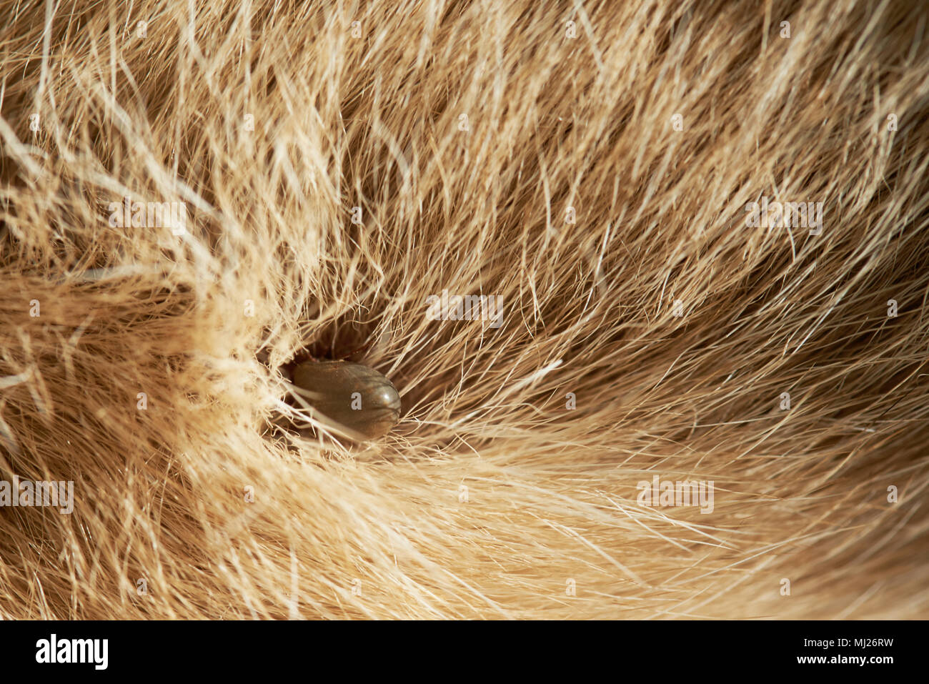 Close-up Dog tick auf braunem Fell Stockfoto