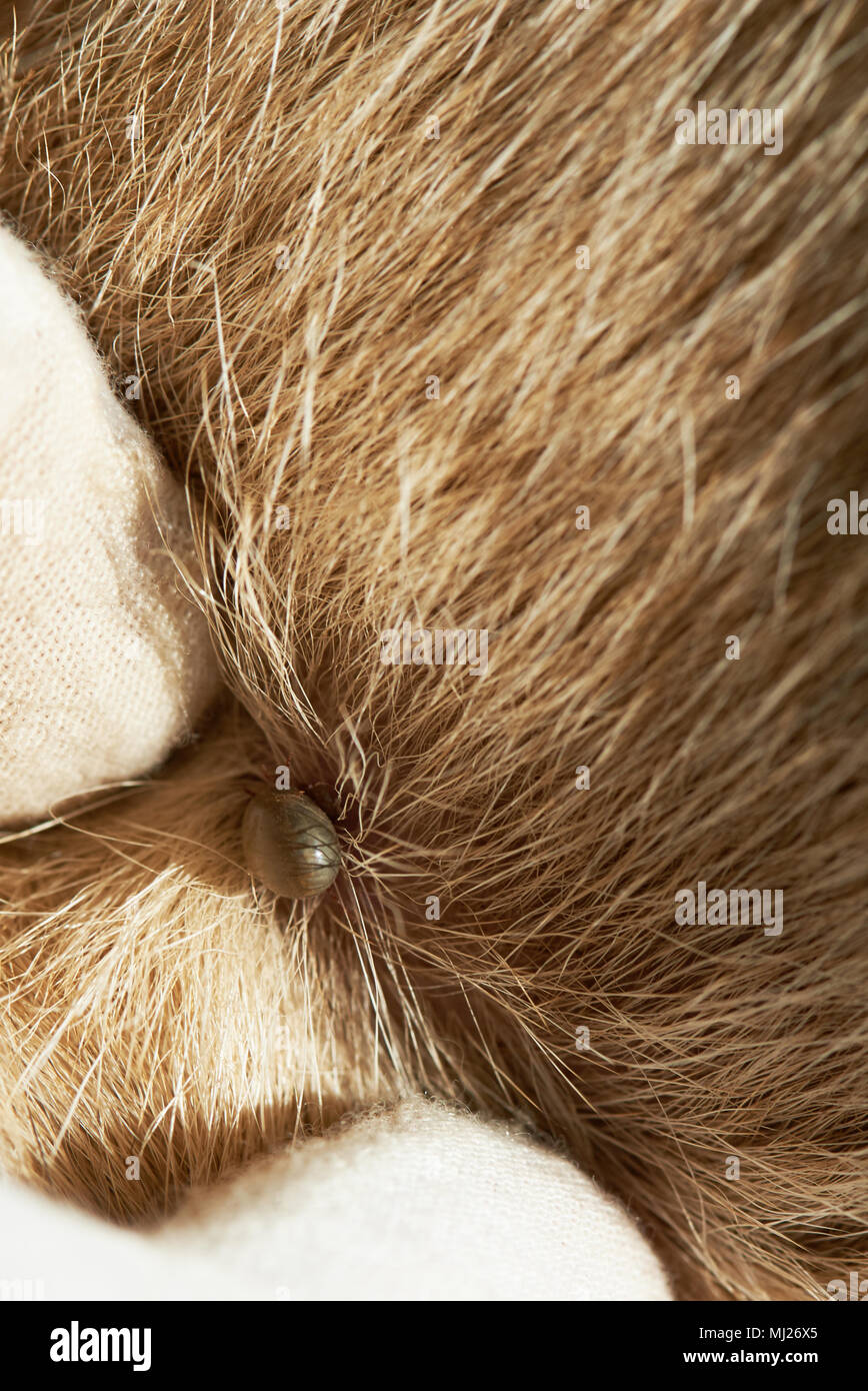 1 Tick saugen bloood von braun Farbe Hund Stockfoto