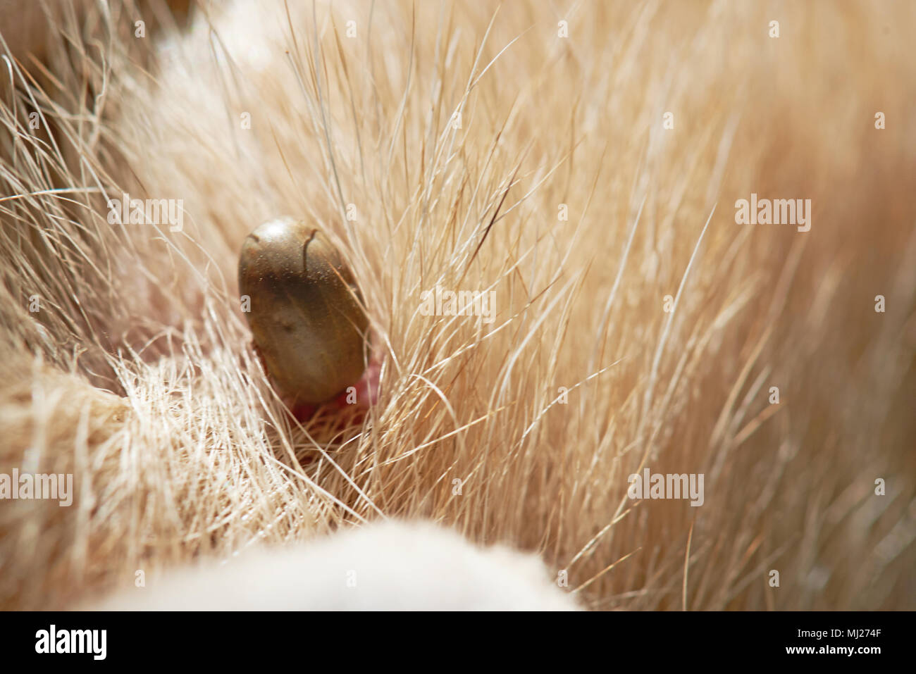 Nahaufnahme der Zecke saugen Blut von brauner Hund Stockfoto
