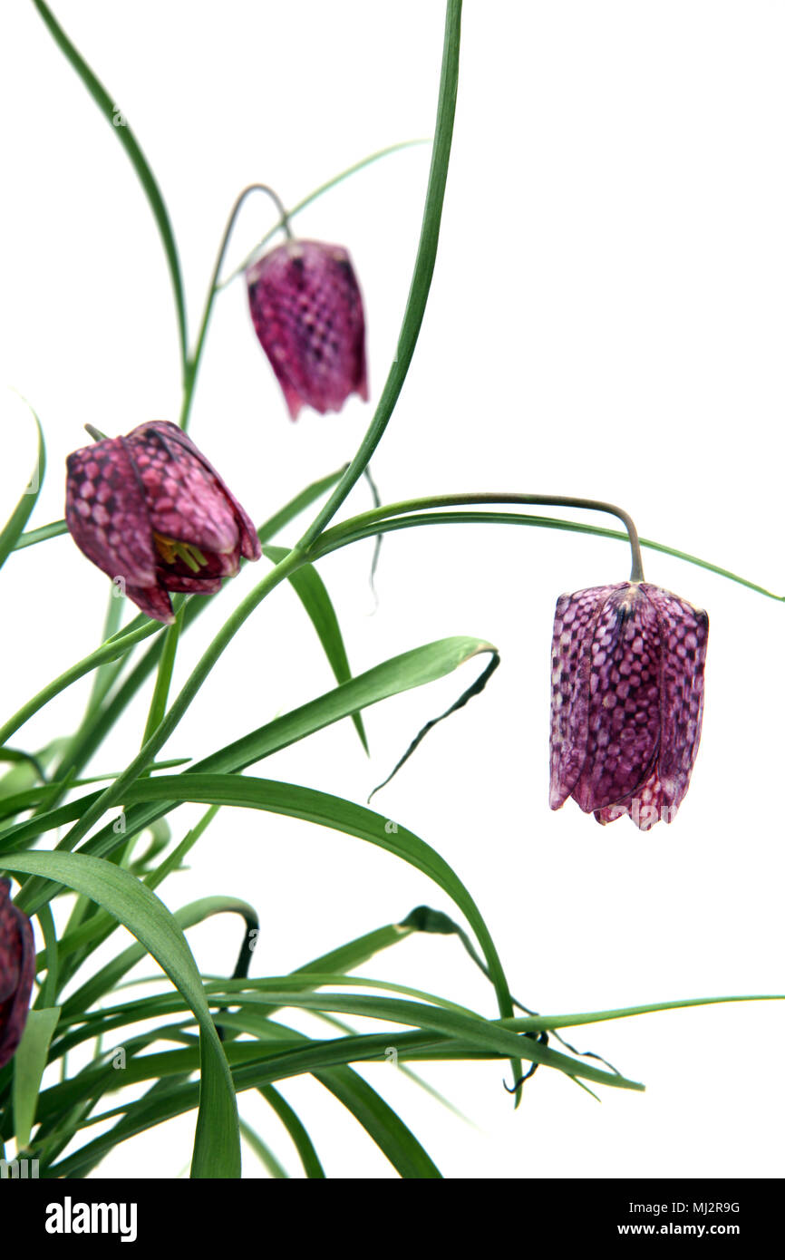 Schlangen Kopf Fritillary (Fritillaria meleagris) Wildflower Native zu den Britischen feuchten Wiesen Stockfoto