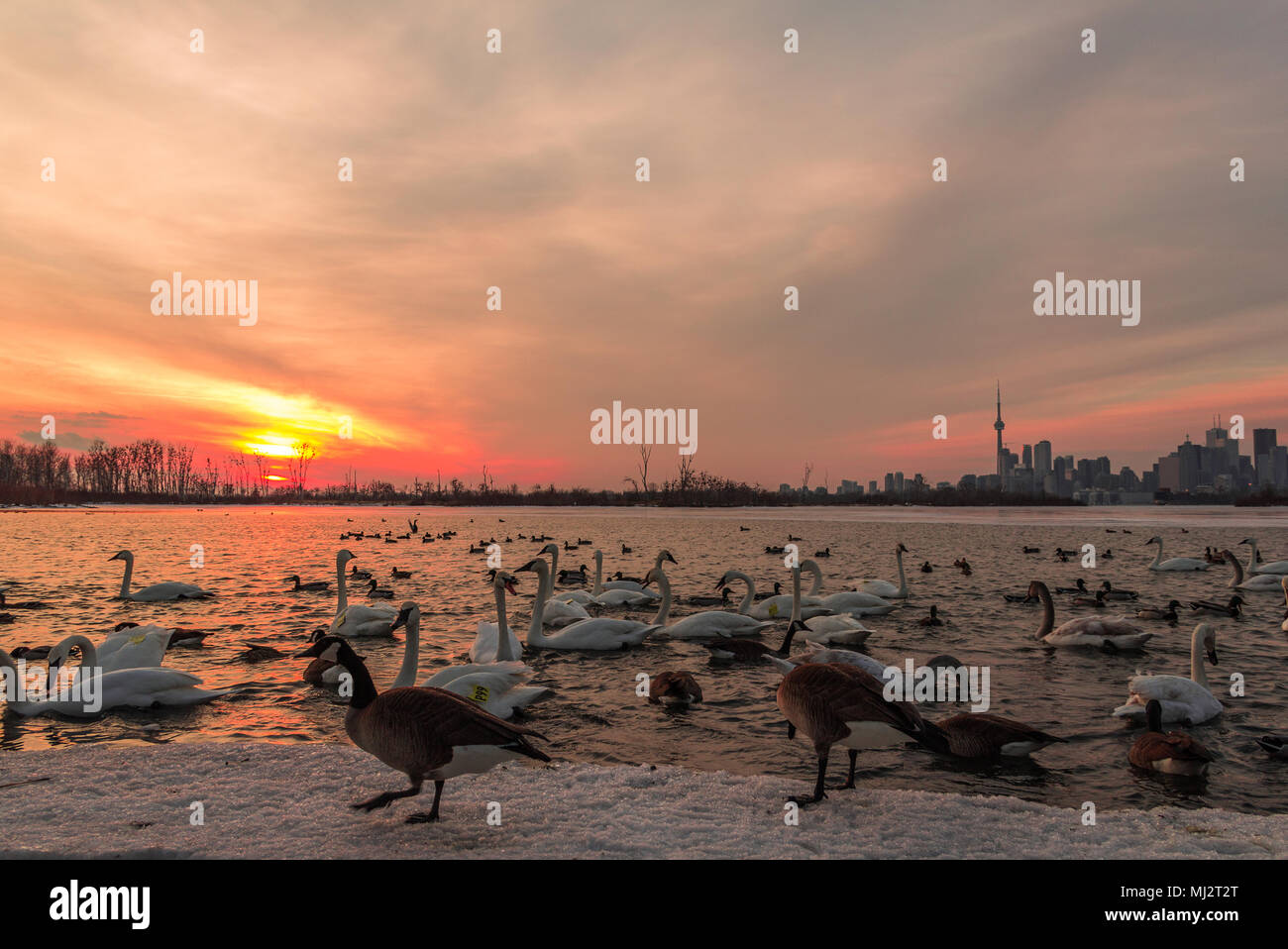 Schwäne und Kanada Gänse auf dem See auf Toronto Skyline im Hintergrund, Sonnenuntergang Himmel Stockfoto