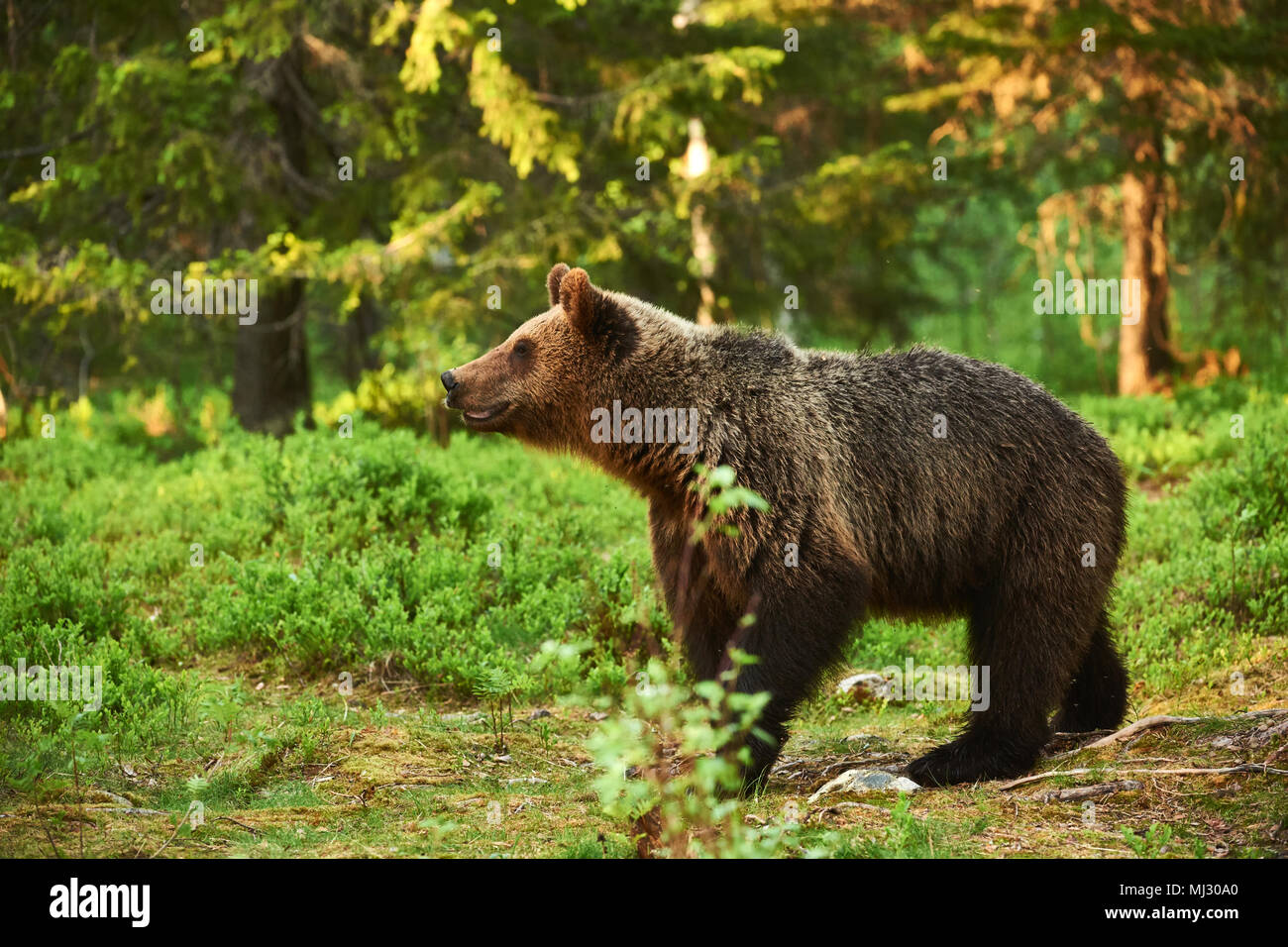 Braunbär laufen frei in der finnischen taiga Stockfoto