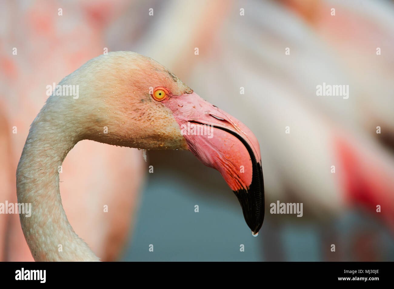 Porträt einer wunderschönen rosa Flamingos in der Camargue fotografiert. Stockfoto