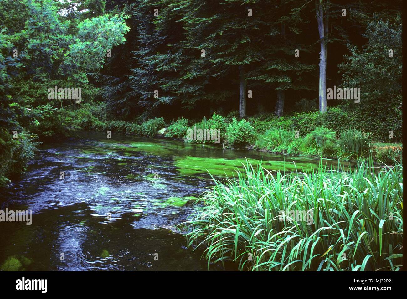 Der Bois d'Amour in Pont-Aven, Bretagne Stockfoto