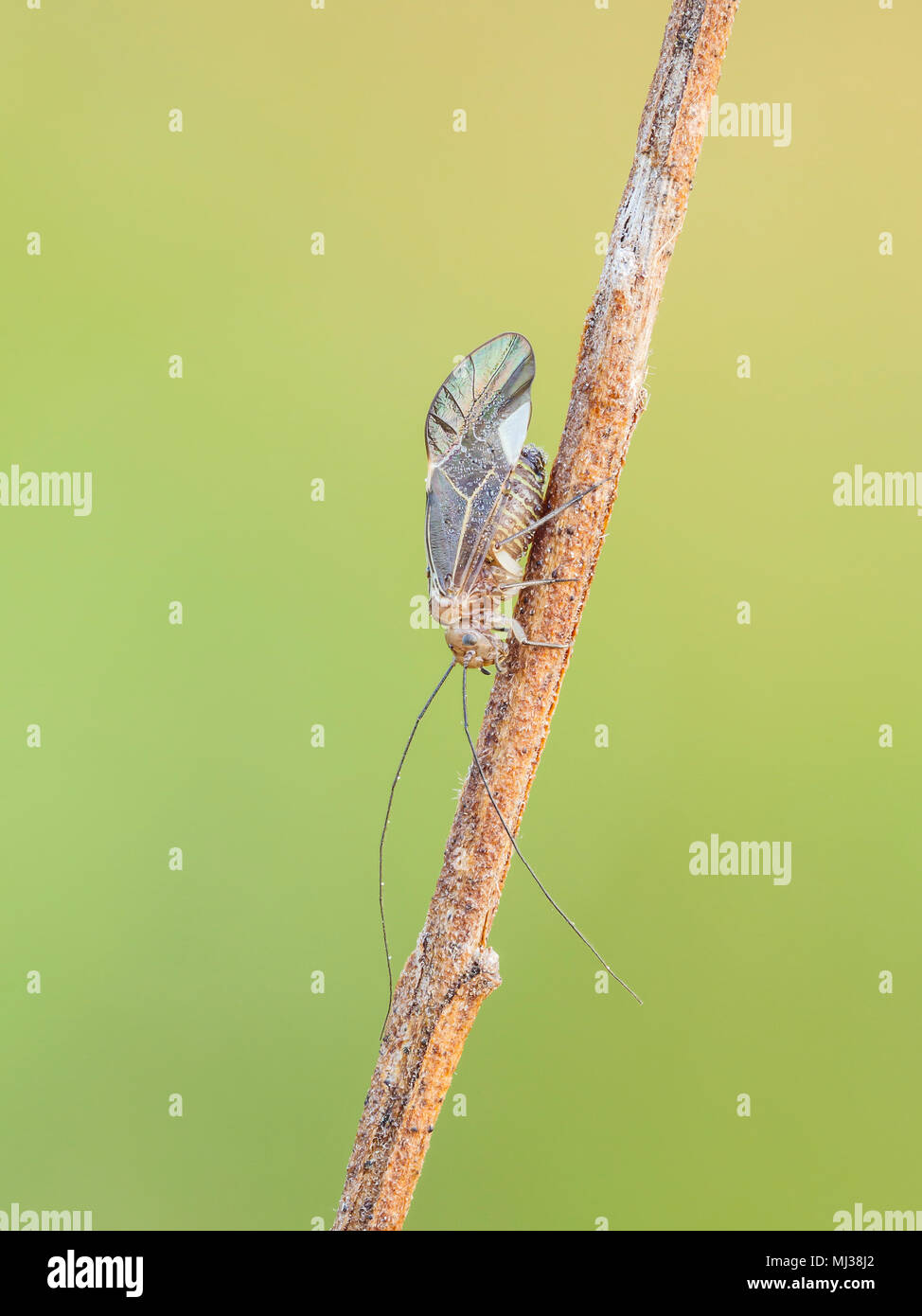 Eine gemeinsame Barklouse (Cerastipsocus venosus) Sitzstangen auf einem Betrieb stammen. Stockfoto