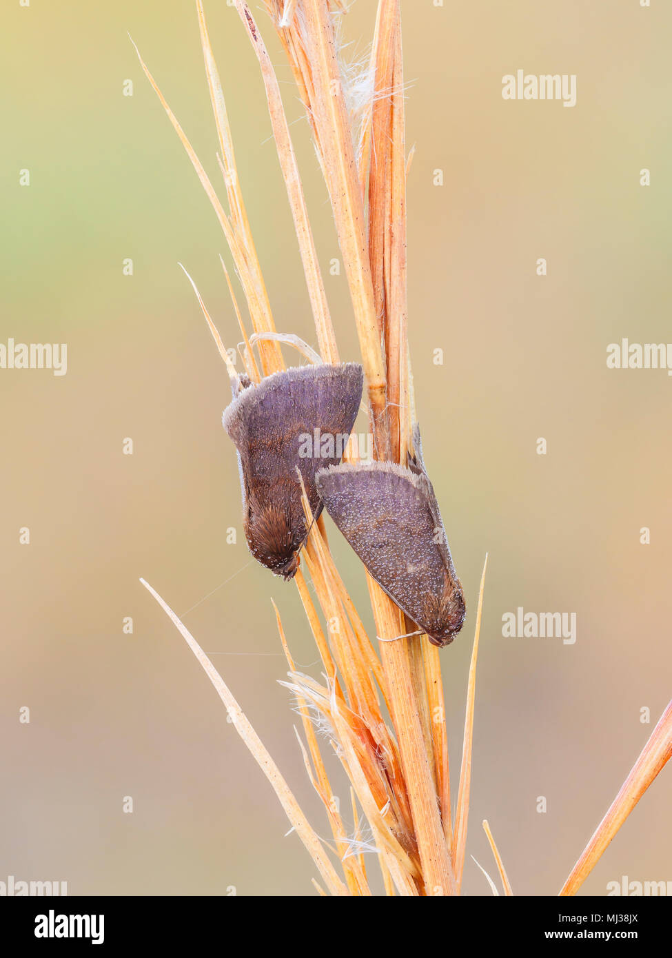 Zwei Motten (Noctuinae) warm up auf ihre Übernachtung roost in den frühen Morgen. Stockfoto