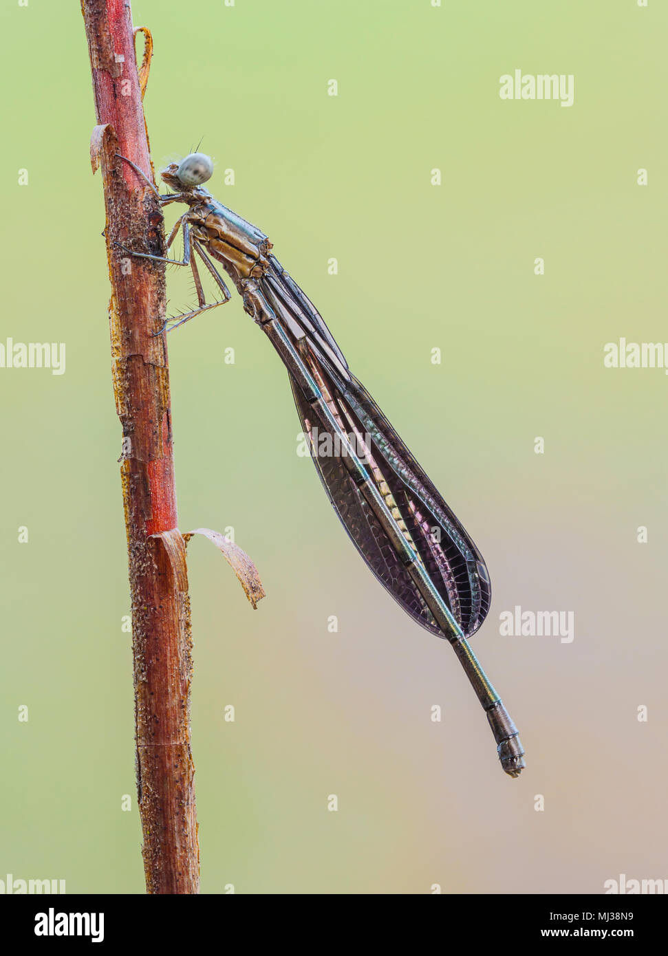 Eine weibliche Variable Tänzer (banot fumipennis) damselfly Sitzstangen auf seiner über Nacht roost in den frühen Morgenstunden. Stockfoto