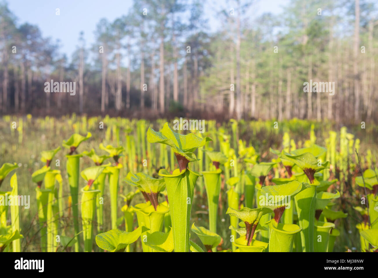 Gelbe Pitcherplants (Sarracenia flava Var rugelii) sind reichlich in diesem Versickerung slope/nasse Wiese Lebensraum in Apalachicola National Forest, Florida. Stockfoto