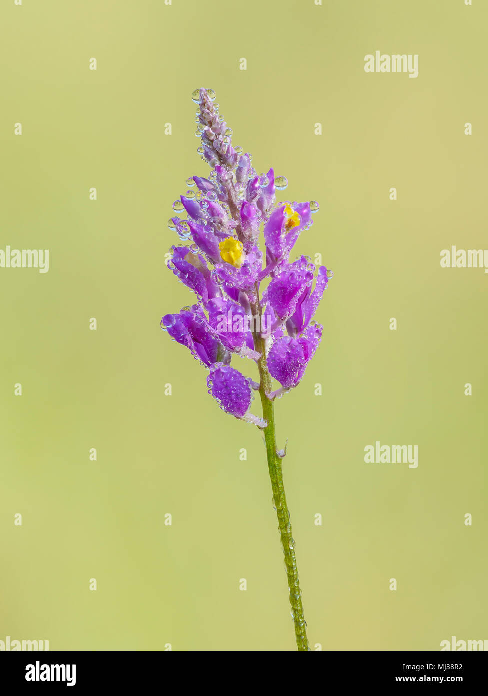 Tau Blumen des Chapman Milkwort (Adenia chapmanii) Blütenstand im Frühjahr. Stockfoto