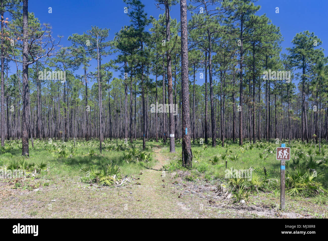 Ein Wanderweg führt durch eine Kiefer flatwoods Lebensraum in Apalachicola National Forest, Florida. Stockfoto