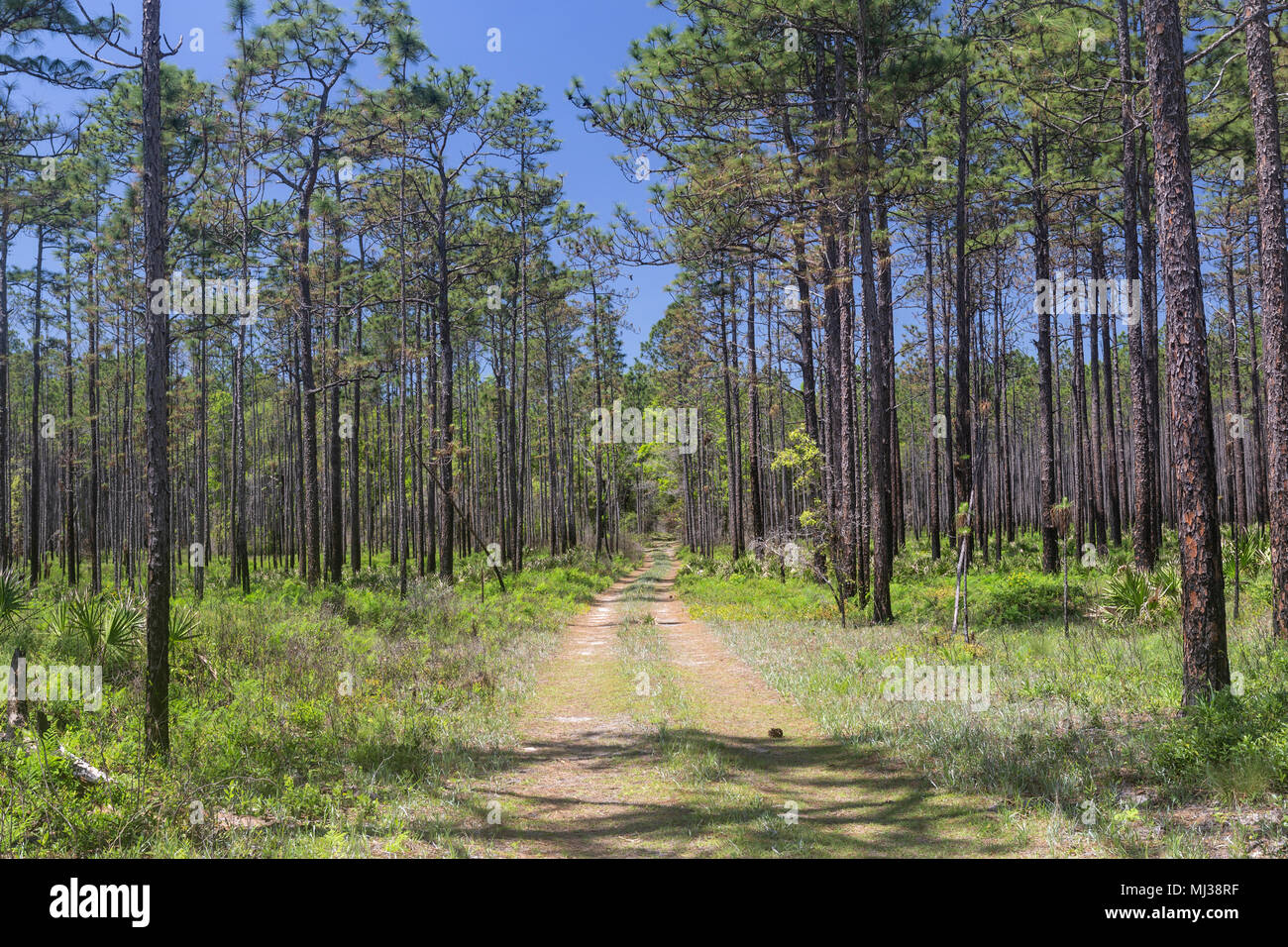 Ein Waldweg führt durch einen Kiefernwald flatwoods Lebensraum in Apalachicola National Forest, Florida. Stockfoto