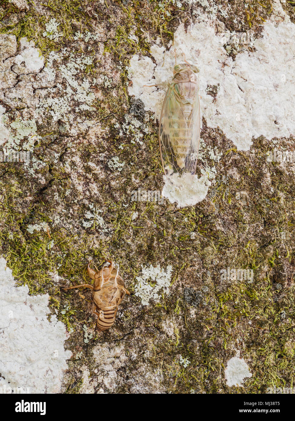 Die Zikade (Cicadidae) wartet kurz nach der Mauser auf der Seite einer Eiche zu verhärten. Stockfoto
