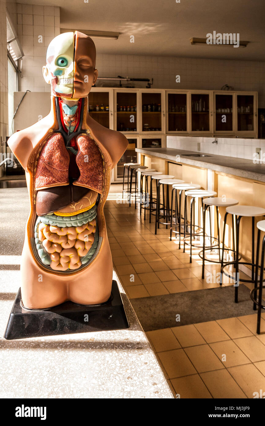 Die menschliche Anatomie Modell in der Wissenschaft Labor einer Schule im Süden Brasiliens. Criciuma, Santa Catarina, Brasilien. Stockfoto
