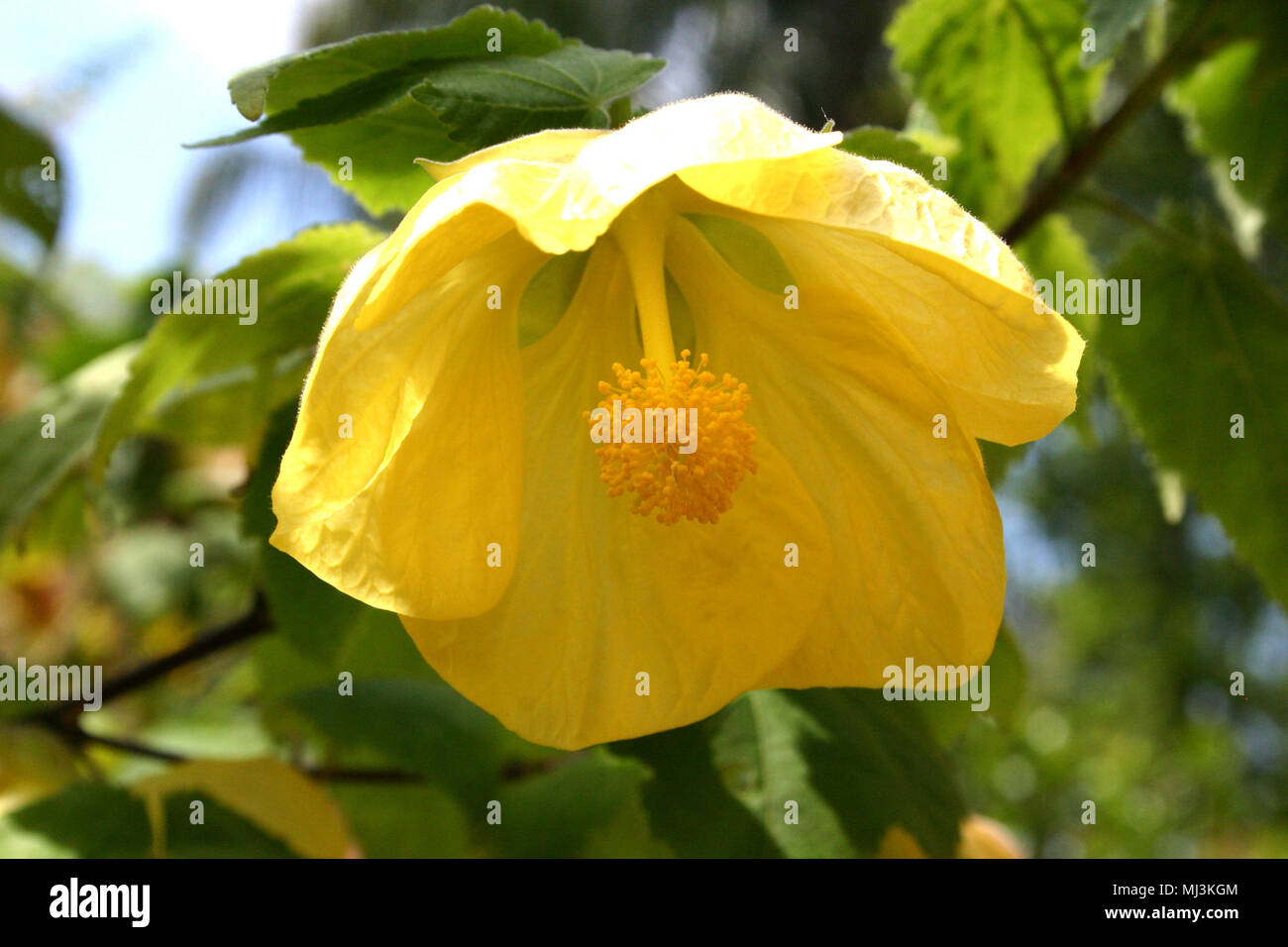 Chinesische Laterne Blume (Abutilon) Stockfoto