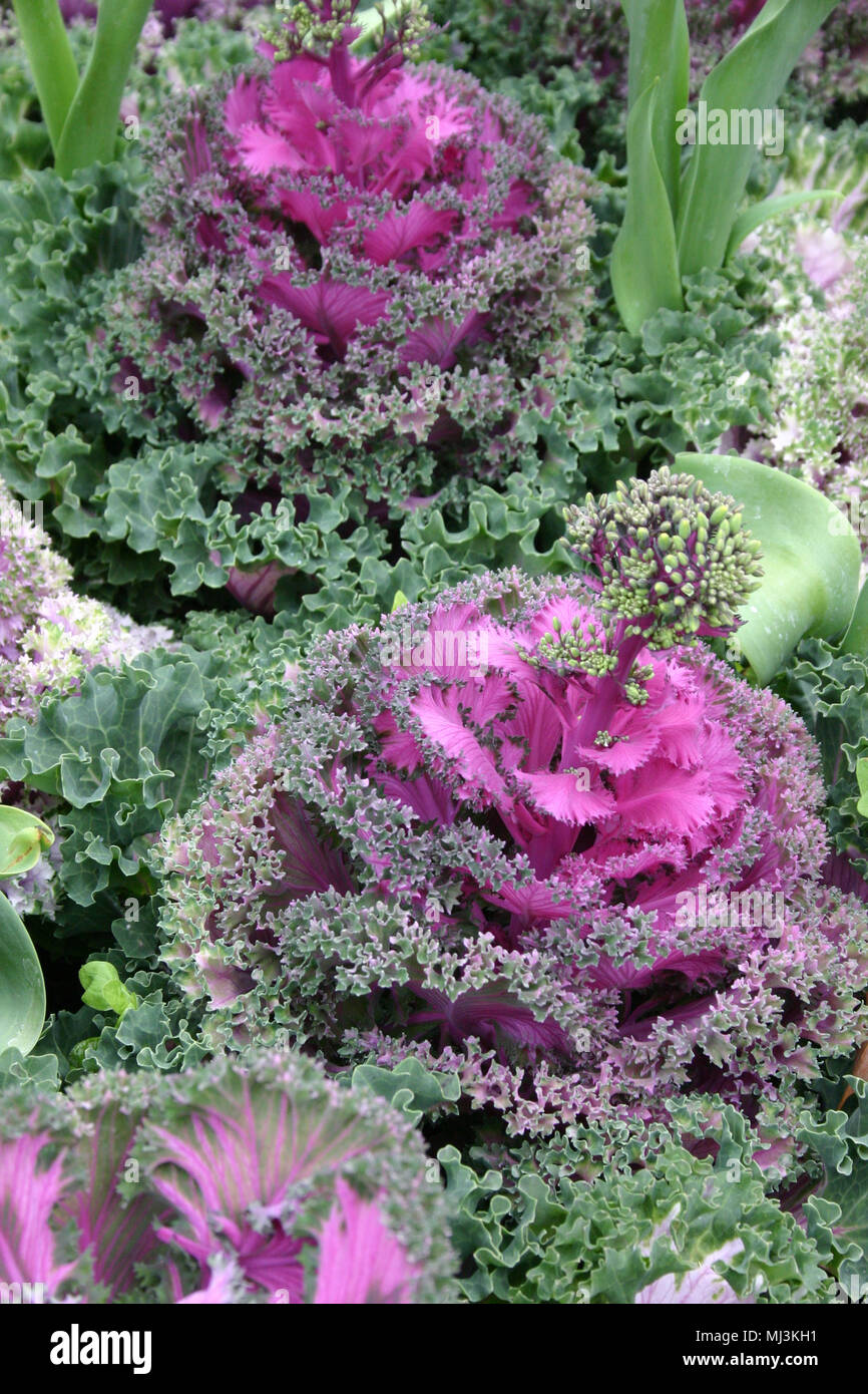 Zierpflanzen Grünkohl (Brassica oleracea) Stockfoto