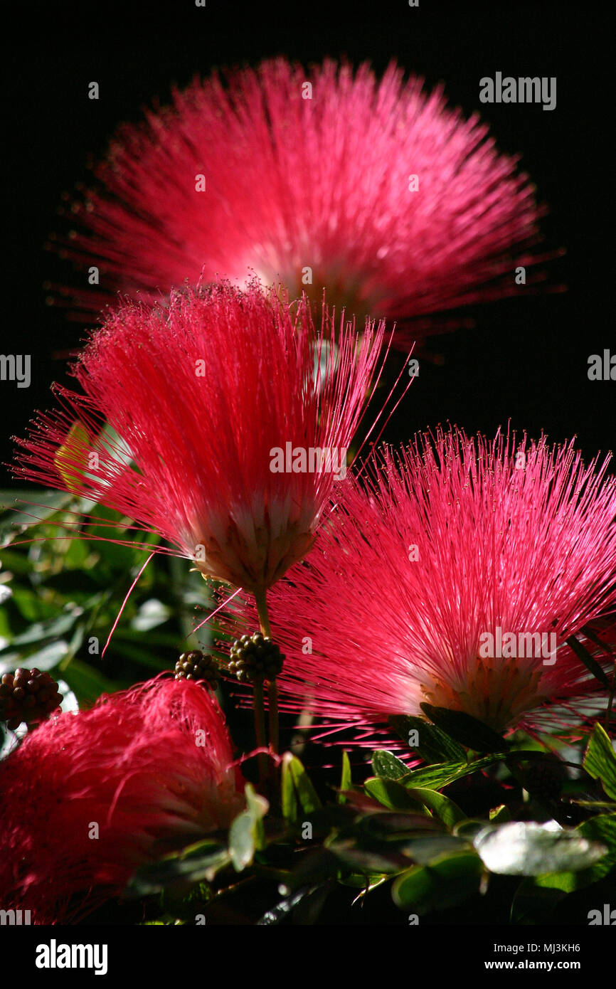 CALLIANDRA INAEQUILATERA (MÄRCHEN DUSTER oder TASSLE-Blume) Stockfoto