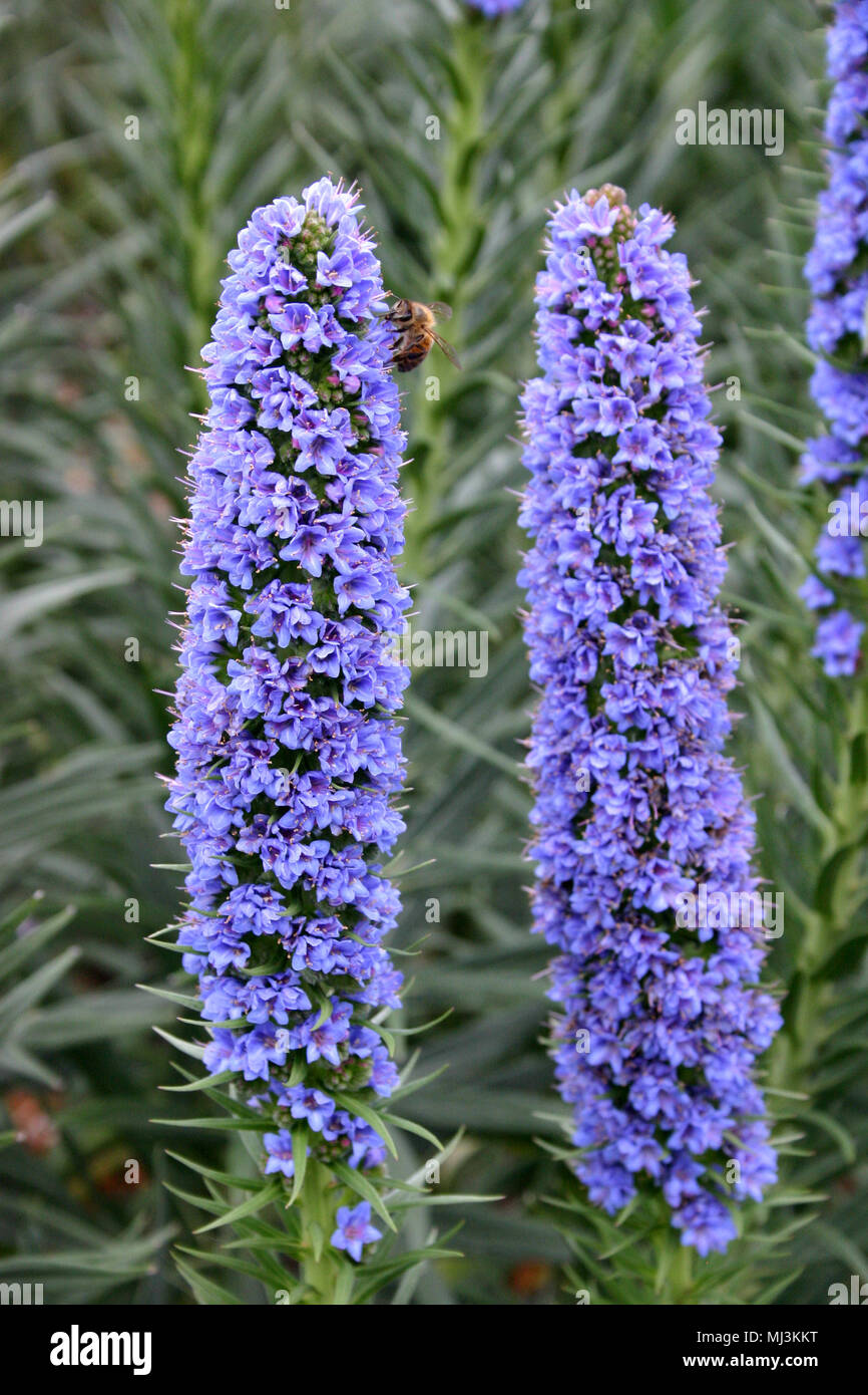 Echium candicans (Boraginaceae) Stolz von Madeira Stockfoto