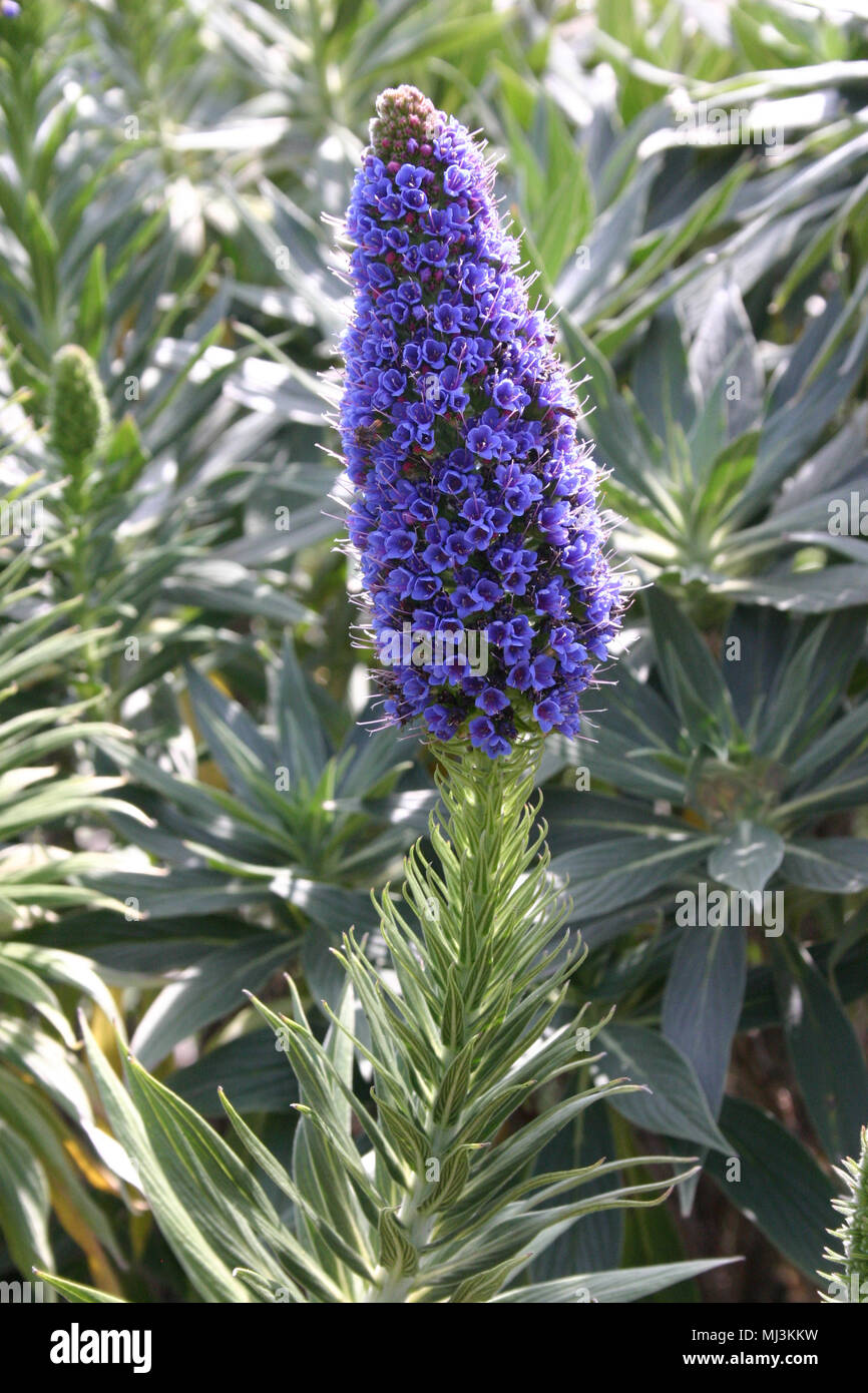 Echium candicans (Boraginaceae) Stolz von Madeira Stockfoto