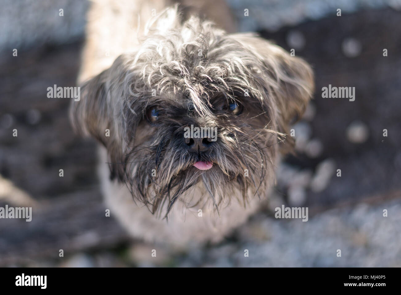 Scruffy Shi Tzu Tierheim Hund. Stockfoto
