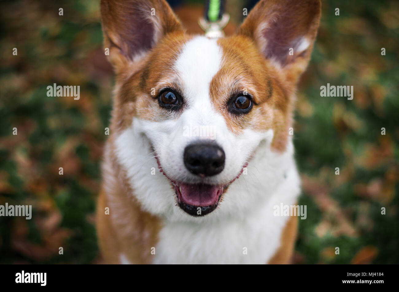 Yogi die Corgi Stockfoto