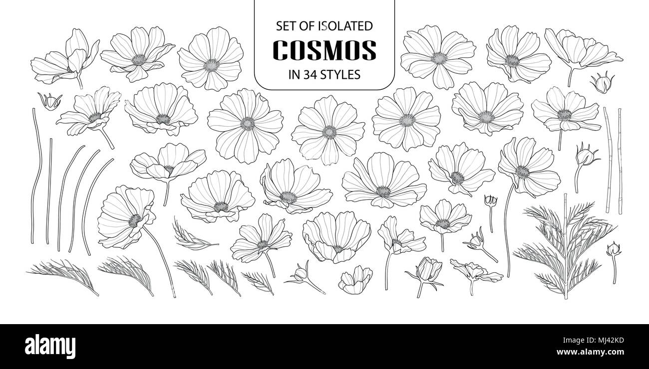 Eingestellt von isolierten Kosmos in 34 Arten. Süße Hand gezeichnet Blume Vector Illustration in schwarzer Umriss und weißen Ebene auf weißem Hintergrund. Stock Vektor