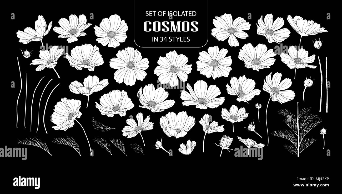 Eingestellt von isolierten weißen silhouette Kosmos in 34 Arten. Süße Hand gezeichnet Blume Vector Illustration in weißen Fläche ohne Umriss auf schwarzem Hintergrund. Stock Vektor