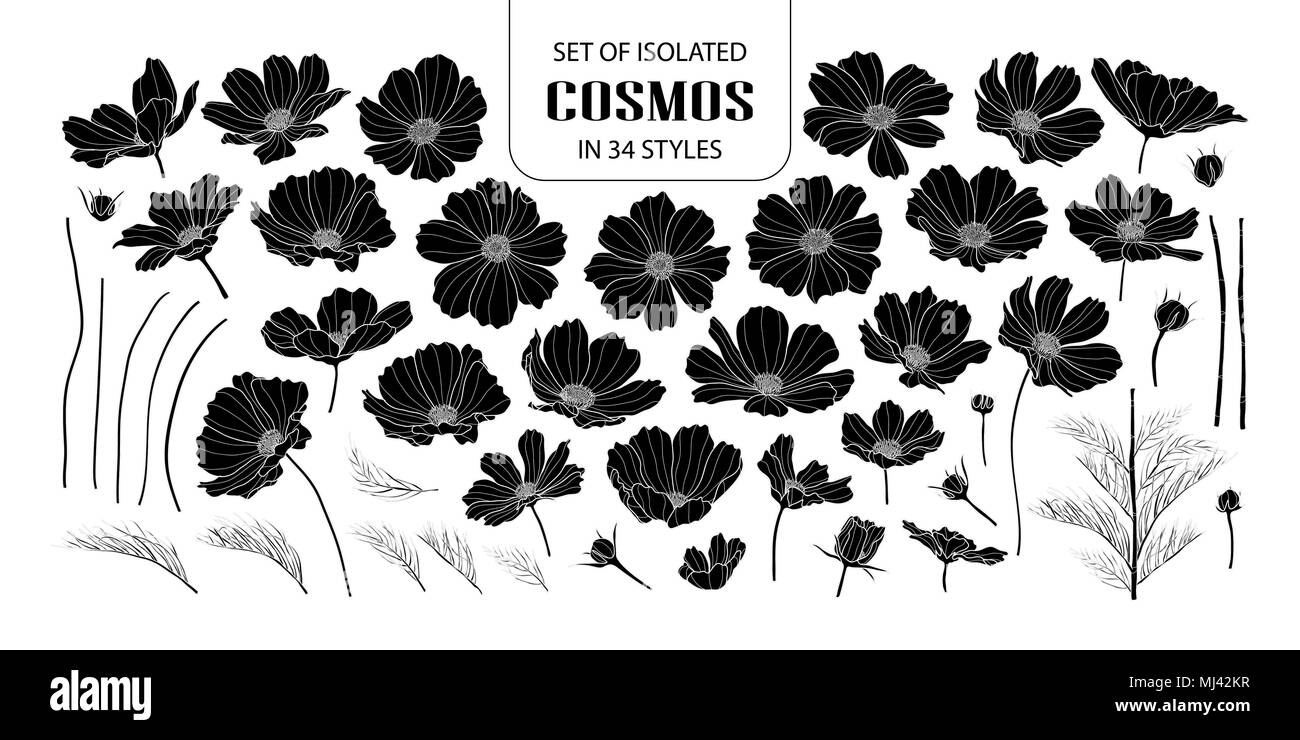 Eingestellt von isolierten silhouette Kosmos in 34 Arten. Süße Hand gezeichnet Blume Vector Illustration in weißer Umriss und schwarzen Flugzeug auf weißem Hintergrund. Stock Vektor