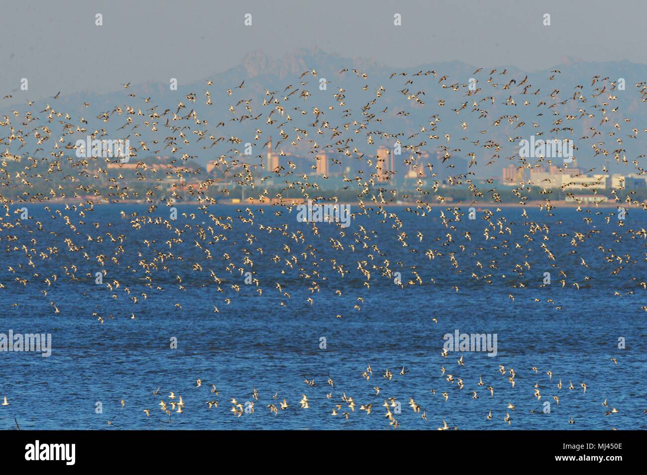 Qingdao, Qingdao, China. 4. Mai, 2018. Qingdao, China - Tausende von dunlins im Feuchtgebiet in Qingdao fliegen, der ostchinesischen Provinz Shandong. Der alpenstrandläufer (Calidris alpina) ist eine kleine Wader, manchmal getrennt mit den anderen Tönungen" in Erolia. Credit: SIPA Asien/ZUMA Draht/Alamy leben Nachrichten Stockfoto