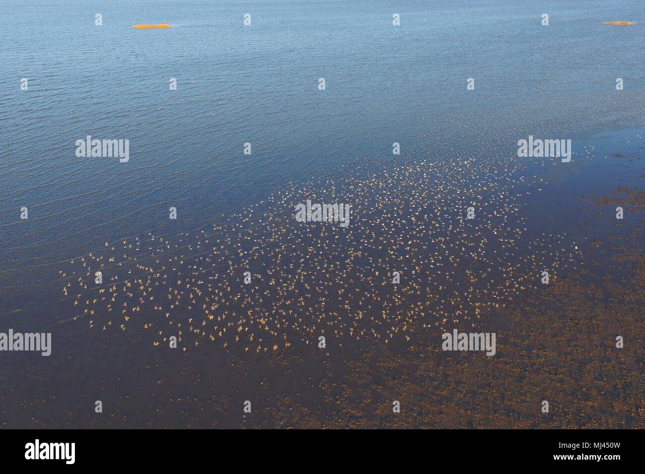 Qingdao, Qingdao, China. 4. Mai, 2018. Qingdao, China - Tausende von dunlins im Feuchtgebiet in Qingdao fliegen, der ostchinesischen Provinz Shandong. Der alpenstrandläufer (Calidris alpina) ist eine kleine Wader, manchmal getrennt mit den anderen Tönungen" in Erolia. Credit: SIPA Asien/ZUMA Draht/Alamy leben Nachrichten Stockfoto