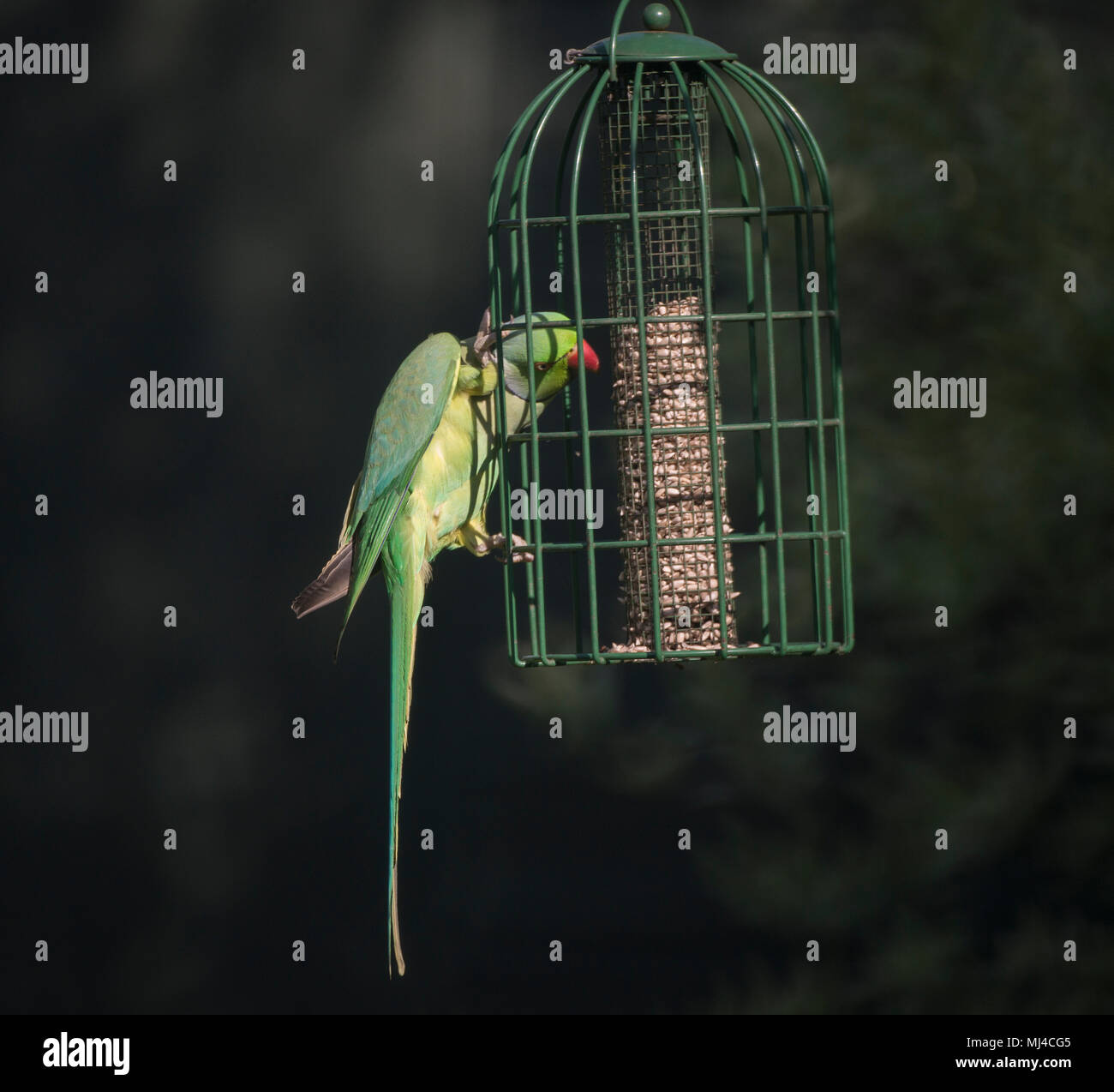 Wimbledon, London, UK. 4. Mai, 2018. Ein Ring Necked Parakeet, Großbritanniens nur eingebürgerte Papagei, Feeds von einem Garten Futterhaus im warmen Sonnenschein. Credit: Malcolm Park/Alamy Leben Nachrichten. Stockfoto