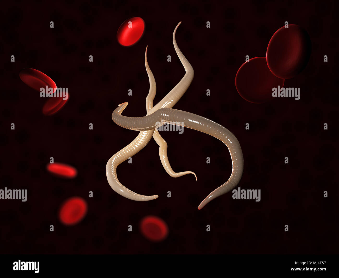 Parasitäre Nematoden Würmer mit Blutzellen, 3D-Darstellung ...