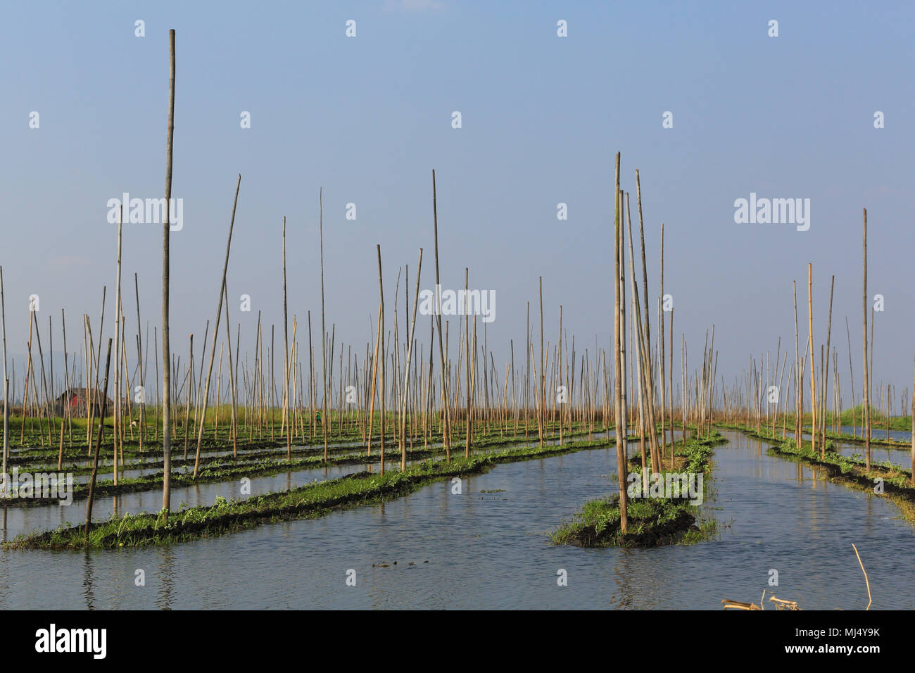 Die schwimmenden Gärten in der Nähe von nampan am südlichen Ende der Inle See, Myanmar (Birma). Stockfoto