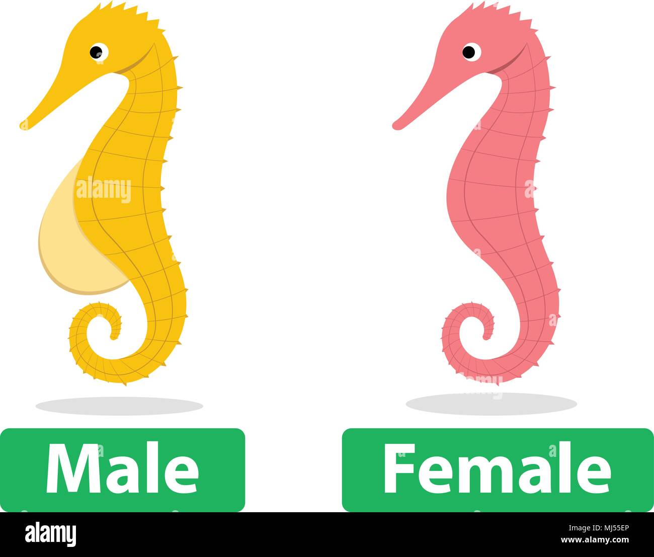 Seitenansicht, Männlichen und Weiblichen seahorse Vektor cartoon Art Stock Vektor