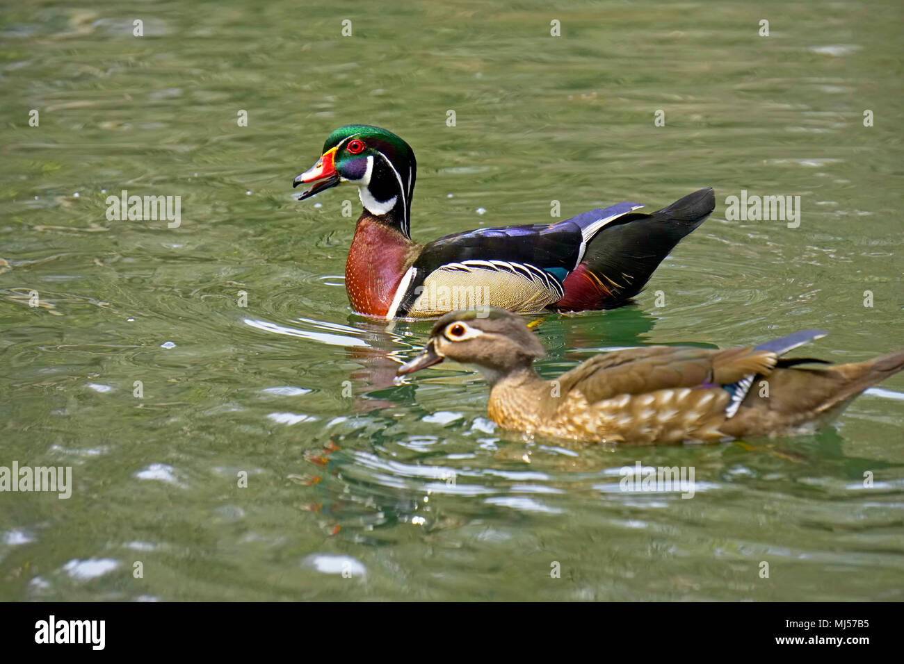Holz Enten ein Zuchtpaar in saisonalen Gefieder schwimmen auf Wasser in Toronto, Ontario, Kanada im Frühjahr Schwerpunkt auf Männliche Ente Stockfoto