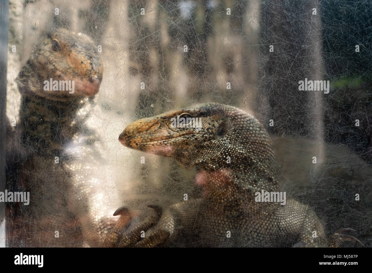 Zwei Eidechsen in zoo Käfig. Suchen Sie in der Kamera durch Glas Stockfoto