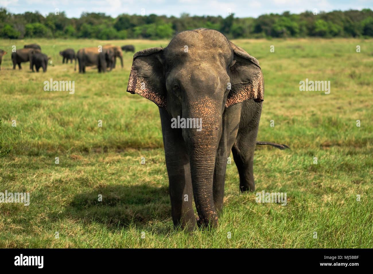 Kleiner asiatischer Elefant und Suchen auf Kamera in Nationalpark in Sri Lanka. Stockfoto