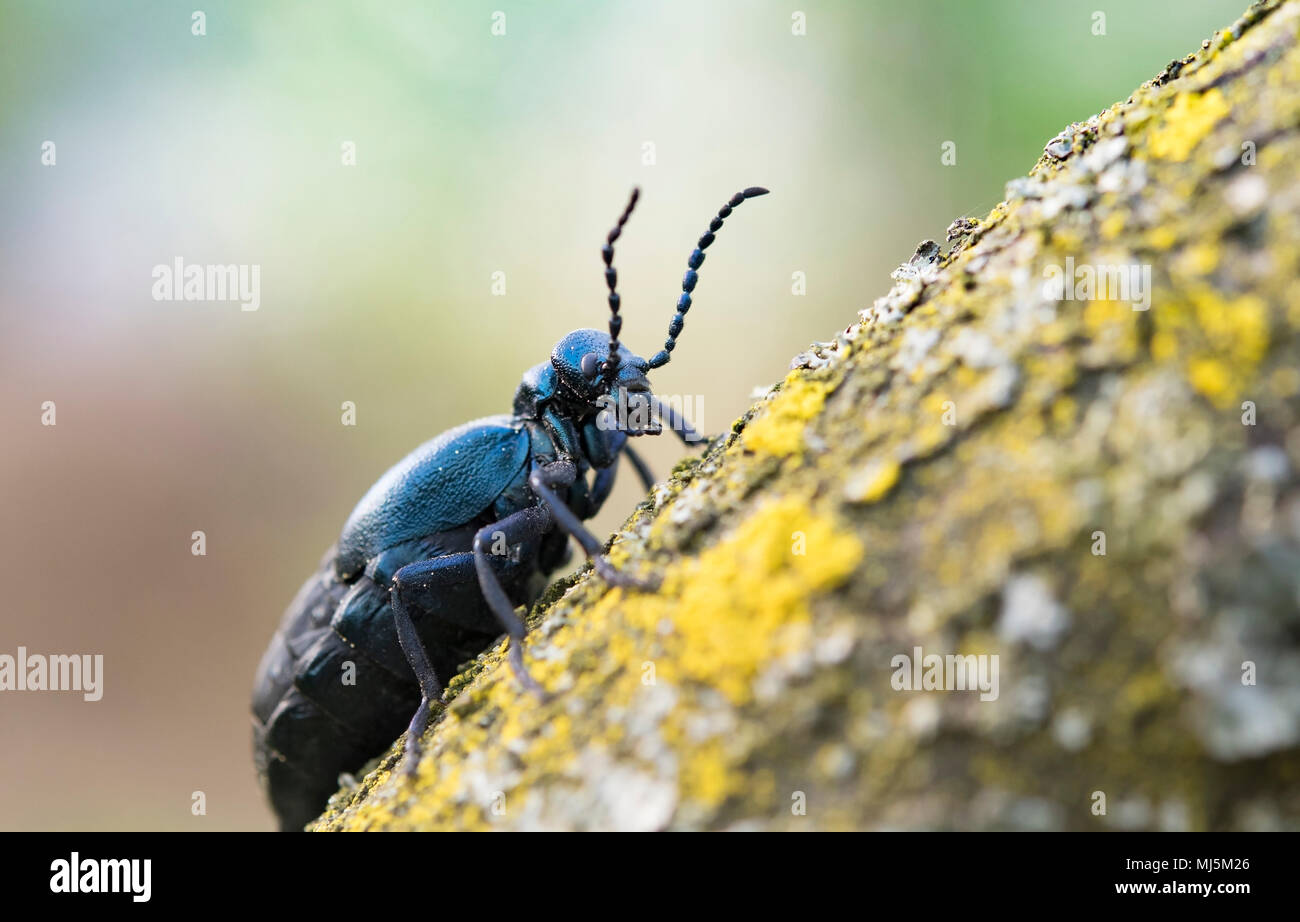 Schwarzes Öl Käfer (Meloe proscarabaeus) Weibliche putzen. Europäischen Käfer in der Familie Meloidae, ein Nest Parasit der solitären Bienen Stockfoto