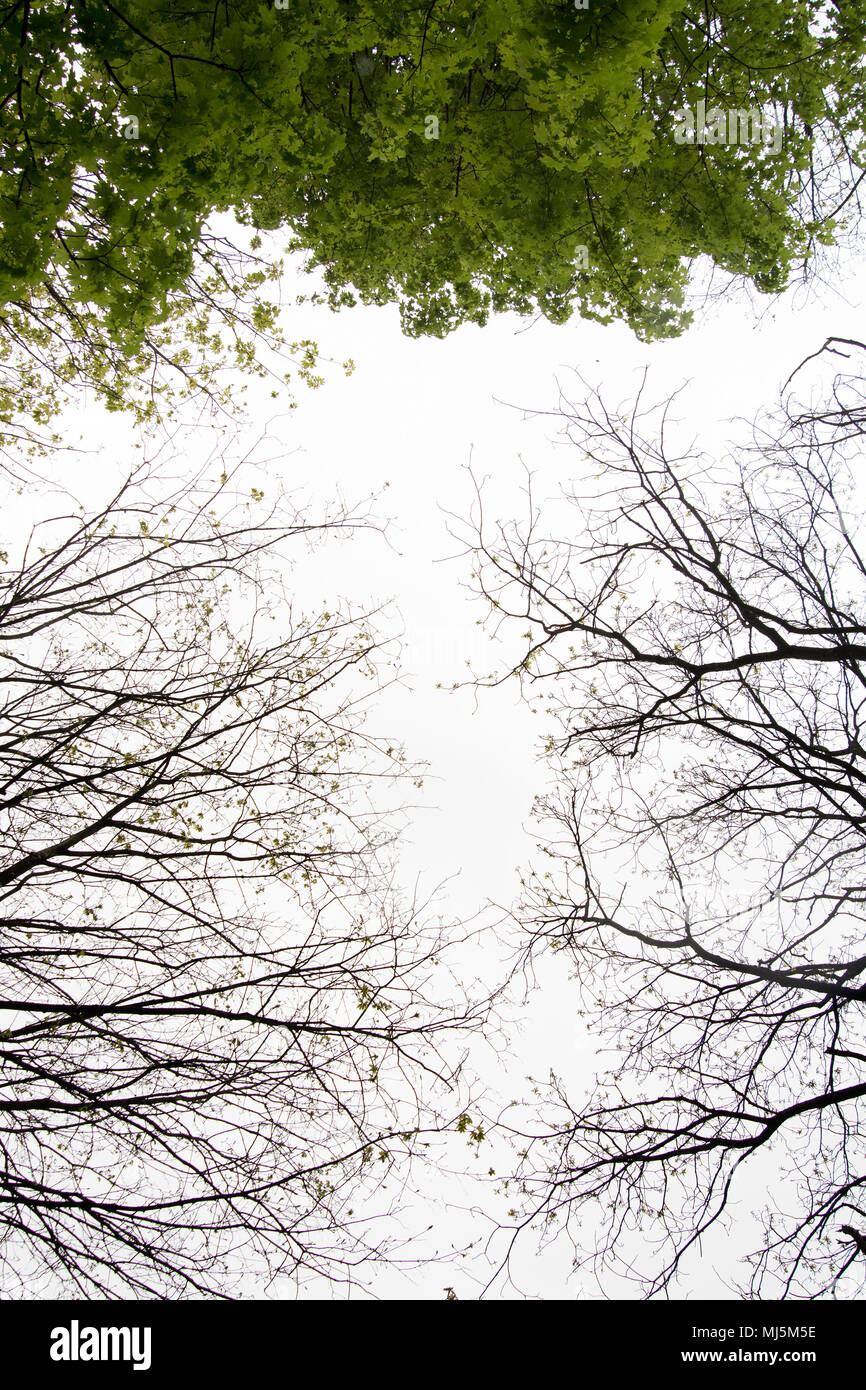 Blick durch die Baumkronen eines dunklen Waldes mit großen Bäumen Stockfoto