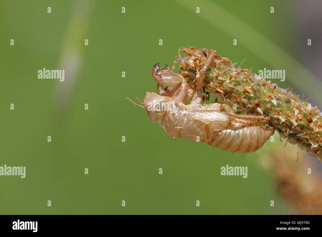 Leere zikade Schale oder Gehäuse von Gehäutet zikade Insekt auf Gras Samenkapseln in Italien lateinischer Name hemiptera cicadidae schließen Stockfoto