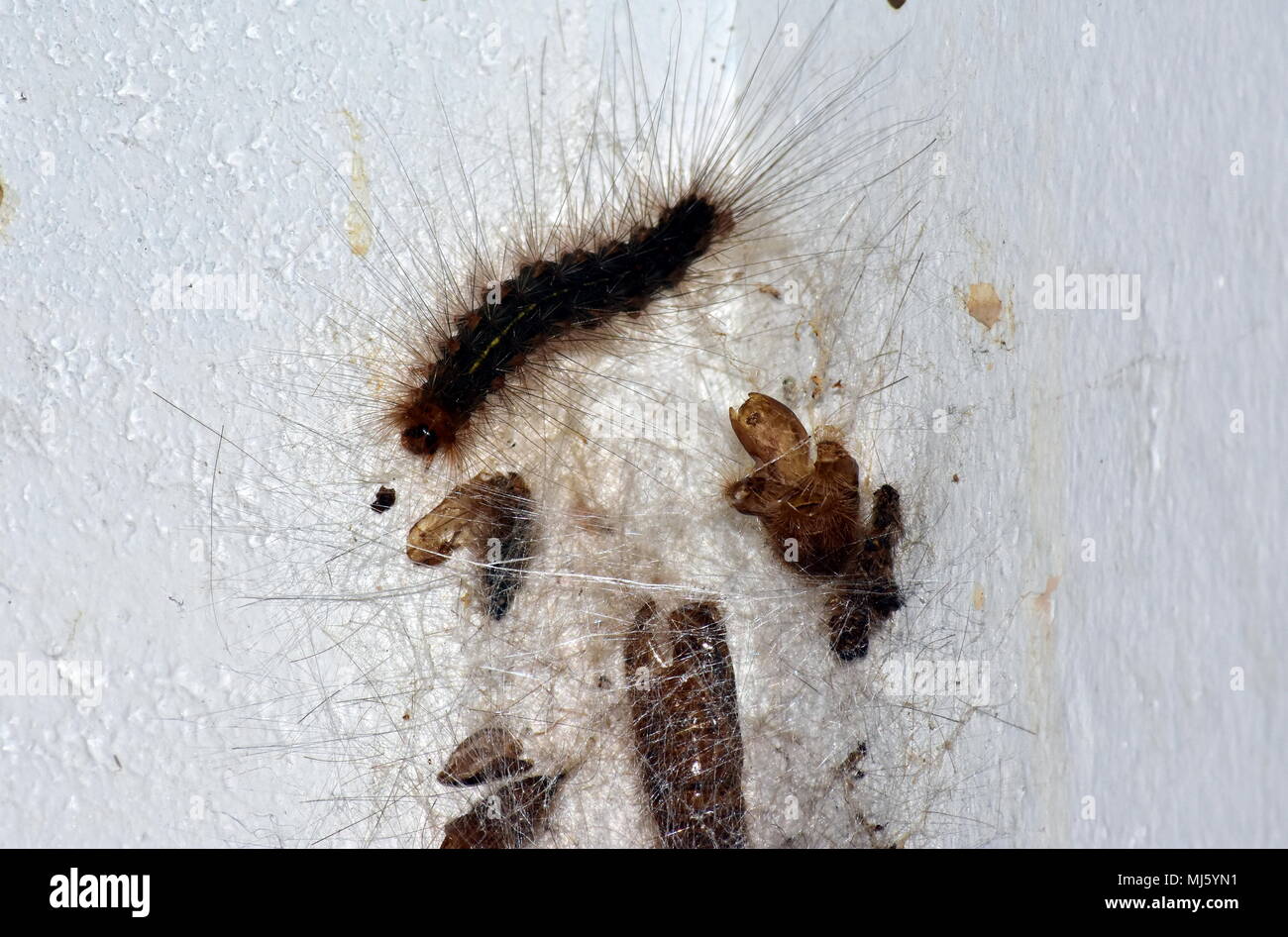 White Cedar motte Caterpillar, Leptocneria reducta Stockfoto