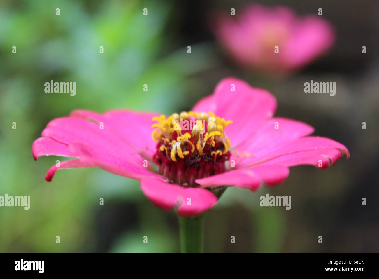 Blühende rosa Blüten - Zinnia peruviana L (Compositae), peruanische Zinnia, Zinnia elegans L, Dahlia zinnia, Zinnia haageana Regel, Mexikanischer Zinnien Stockfoto